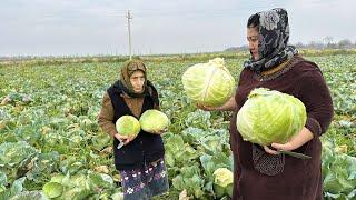 Cabbage Harvest! Making a Unusual Azerbaijani Dolma Recipe