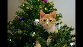 Человек и кошки