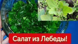 Салат из Лебеды - Пальчики Оближешь! Как готовить Лебеду, полезные свойства, Рецепты