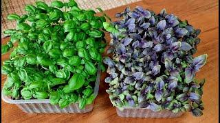 Пикируйте БАЗИЛИК Правильно и без Заморочек!! Самый ЛУЧШИЙ СПОСОБ Выращивания БАЗИЛИКА!!