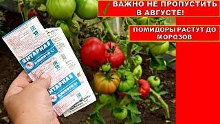 ВАЖНО ОБРАБОТАТЬ ТОМАТЫ В АВГУСТЕ! ПОМИДОРЫ РАСТУТ ДО ЗАМОРОЗКОВ! Подкормка   янтарной кислотой