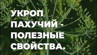 Укроп пахучий полезные свойства в медицине и народные рецепты / Захар Травник