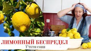 Лимонный беспредел. Часть 1. Заготовка лимонов впрок