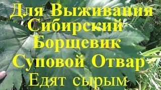 Для выживания Сибирский борщевик Суповой Отвар и едят Все растение Сырым для Рыбалка Охота Грибы Лес