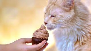 Schokoladenkuchen  in 5 Minuten! Jeder sucht nach diesem Rezept!  keine Gelatine! Wenig Zucker!