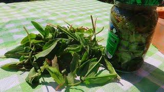 Как быстро заготовить щавель без стерилизации