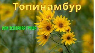 Топинамбур или земляная груша. Полезные свойства топинамбура