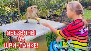 ШРИ-ЛАНКА! ОБЕЗЬЯНЫ В НАШЕМ ОТЕЛЕ!