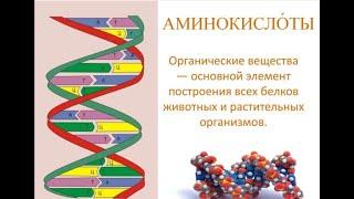 3 эфир Аминокислоты и виды белка