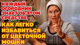 ЕСЛИ С НЕЙ НЕ БОРОТЬСЯ ПОГИБНЕТ РАССАДА И ЦВЕТЫ СРЕДСТВО ОТ МОШЕК В ЦВЕТАХ @Обо всем с Марусей