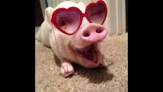 #shorts РОЖДЕСТВЕНСКИЙ ПОРОСЁНОК????