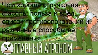Чем хороша стручковая фасоль: польза и вред, список противопоказаний и различные способы её примен.