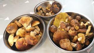 Как почистить и заморозить лесные грибы.