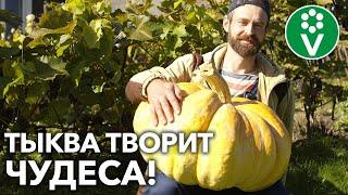ЭТОГО ПРО ТЫКВУ ВЫ ЕЩЕ НЕ ЗНАЛИ! Невероятные свойства знакомого овоща!