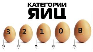 Какими бывают яйца | как хранить яйцо | яичный порошок, меланж, альбумин