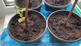 Козы.вопросы//Рассада//Про доильный аппарат//Простые домашние  кексики с кусочками шоколада//