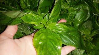 Как приготовить соус Песто? How to make Pesto sauce? 2 рецепта! Классический Песто! Classic Pesto!