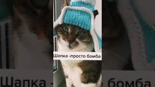 В Шапке я Как Дура #приколысживотными