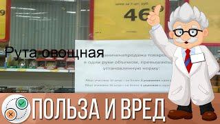 Рута овощная