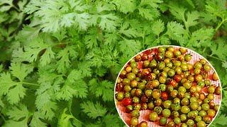 Ольга Гарнова &Ольга Игонина Ароматерапия. Кориандр.