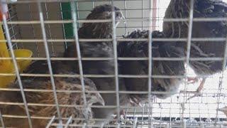 МОИ ПЕРЕПЕЛКИ /МЕНЯ "ЗАКЛЕВАЛИ" КОРШУНЫ / ВЫБОР СЕМЯН ДЛЯ РАССАДЫ