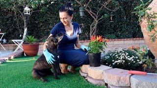 Кофе на Бегу | Сажаю Цветы | Хочется Вас Услышать | Эгине - Семейный Влог - Heghineh