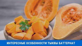Интересные особенности тыквы Баттернат. Что приготовить из плодов с необычным вкусом