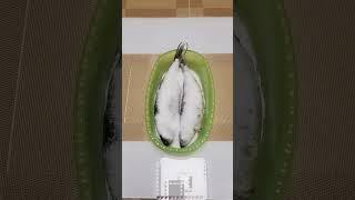 Засолка селёдки сухой способ. #селедка #засолкарыбы #соленаярыба #сельдь #шуба #салат #салаты #кухня