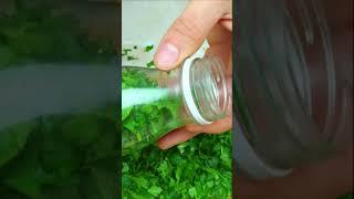 Чтобы НЕ ТРАТИТЬСЯ ЗИМОЙ НА ЗЕЛЕНЬ, ДЕЛАЙ ТАК!