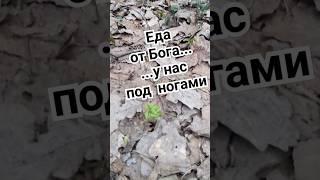 Еда, суперфуды под ногами. #еда #суперфуды #зож