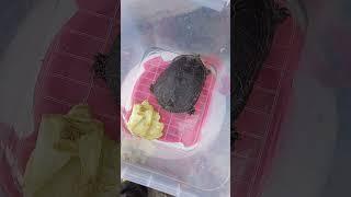 рагу из черепахи черепаший суп быстрый рецепт #выживание #переезднаюг #хадыженск #выживший #лес