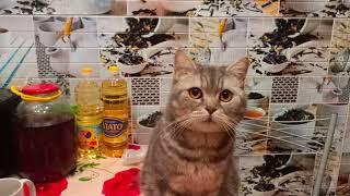 Вся информация о Коровьем Вымени | Говяжье вымя | почему воняет | как выбрать вымя коровы титьки еда