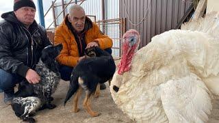 КАК ПРИГОТОВИТЬ ИНДЕЙКУ, ЧТОБЫ МЯСО БЫЛО СОЧНЫМ ????рецепт ????блюдо в печи