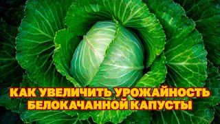 СЕЙТЕ СЕМЕНА КАПУСТЫ ПО СОВЕТУ ЯКУТСКИХ УЧЕНЫХ ПОЛУЧИТЕ БОГАТЫЙ УРОЖАЙ КАПУСТЫ@Обо всем с Марусей