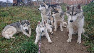 готовим обед на огне, курица с пастой под присмотром хаски