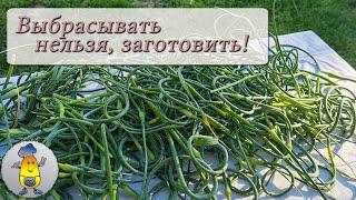 Чесночные стрелки на зиму: заморозка и рецепты приготовления