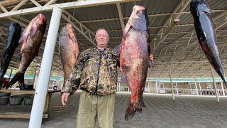 BIG FISH ! Стейк толстолобика в тандыре! рецепт как приготовить