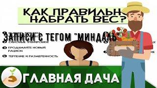 Записи с тегом 'миндаль'