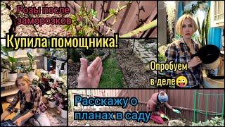 Приобрела помощника. Розы после заморозка. Планы в саду. Солянка капустная в мультиварке.