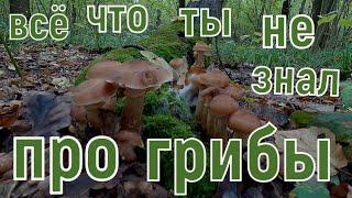 Грибы, грибочки! Чем полезны грибы для организма?