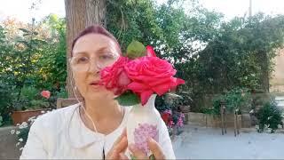 France/ На террасе у ПровансАллочки ПЕРВОМАЙ!❤️