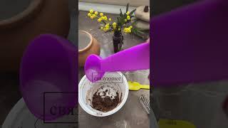 Благовония из специй | spice incense