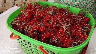 СОУС ПИКАНТНЫЙ ИЗ КРАСНОЙ КАЛИНЫ ДОБАВКА К МЯСНЫМ БЛЮДАМ